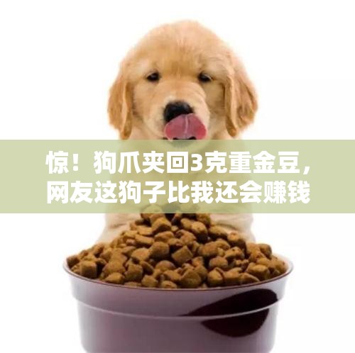 惊！狗爪夹回3克重金豆，网友这狗子比我还会赚钱！